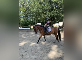 Más ponis/caballos pequeños Mestizo, Yegua, 5 años, 145 cm, Castaño