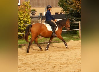 Más ponis/caballos pequeños, Yegua, 5 años, 145 cm, Castaño