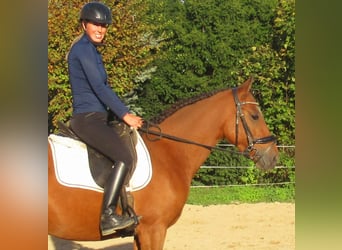 Más ponis/caballos pequeños, Yegua, 5 años, 145 cm, Castaño