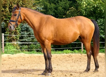 Más ponis/caballos pequeños, Yegua, 5 años, 145 cm, Castaño