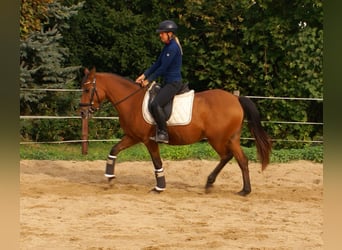 Más ponis/caballos pequeños, Yegua, 5 años, 145 cm, Castaño