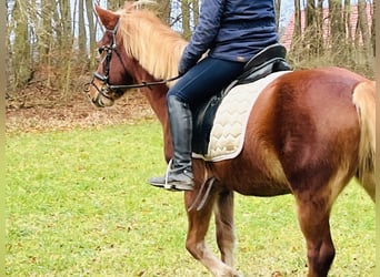 Más ponis/caballos pequeños, Yegua, 5 años, 146 cm, Castaño claro