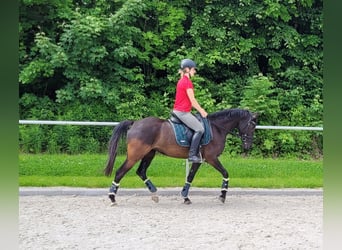Más ponis/caballos pequeños, Yegua, 5 años, 146 cm, Negro