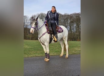 Más ponis/caballos pequeños, Yegua, 5 años, 146 cm, Pío