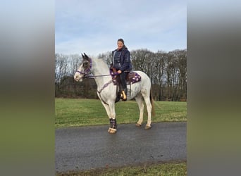 Más ponis/caballos pequeños, Yegua, 5 años, 146 cm, Pío