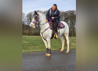 Más ponis/caballos pequeños, Yegua, 5 años, 146 cm, Pío