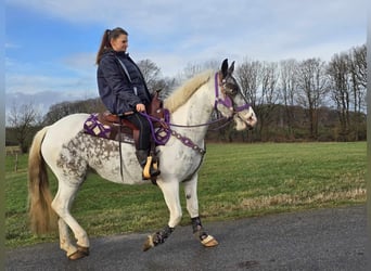 Más ponis/caballos pequeños, Yegua, 5 años, 146 cm, Pío