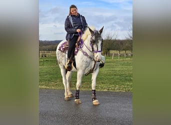 Más ponis/caballos pequeños, Yegua, 5 años, 146 cm, Pío