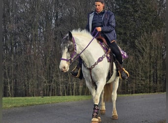 Más ponis/caballos pequeños, Yegua, 5 años, 146 cm, Pío