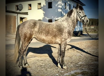 Más ponis/caballos pequeños, Yegua, 5 años, 146 cm, Tordo rodado