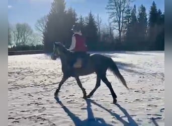 Más ponis/caballos pequeños, Yegua, 5 años, 146 cm, Tordo rodado