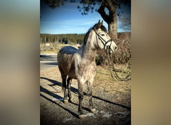 Más ponis/caballos pequeños, Yegua, 5 años, 146 cm, Tordo rodado