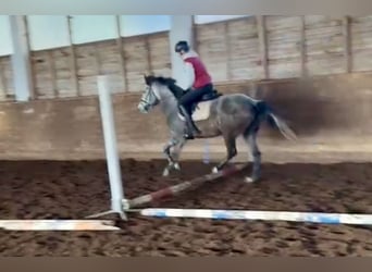 Más ponis/caballos pequeños, Yegua, 5 años, 146 cm, Tordo rodado