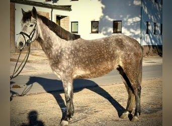 Más ponis/caballos pequeños, Yegua, 5 años, 146 cm, Tordo rodado