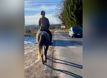 Más ponis/caballos pequeños, Yegua, 5 años, 146 cm, Tordo rodado