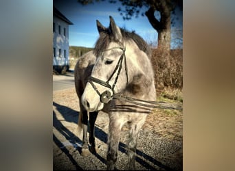 Más ponis/caballos pequeños, Yegua, 5 años, 146 cm, Tordo rodado