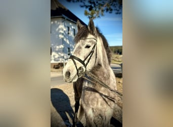 Más ponis/caballos pequeños, Yegua, 5 años, 146 cm, Tordo rodado