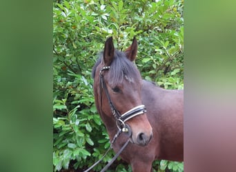 Más ponis/caballos pequeños, Yegua, 5 años, 147 cm, Castaño
