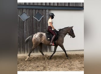 Más ponis/caballos pequeños, Yegua, 5 años, 148 cm, Atigrado/Moteado