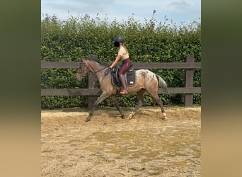 Más ponis/caballos pequeños, Yegua, 5 años, 148 cm, Atigrado/Moteado