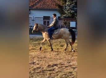 Más ponis/caballos pequeños, Yegua, 5 años, 150 cm