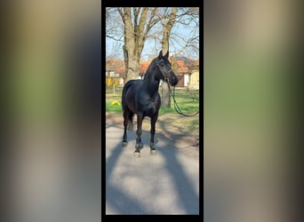 Más ponis/caballos pequeños, Yegua, 5 años, 150 cm, Negro