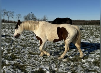 Más ponis/caballos pequeños Mestizo, Yegua, 5 años, 150 cm, Pío