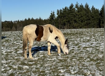 Más ponis/caballos pequeños Mestizo, Yegua, 5 años, 150 cm, Pío