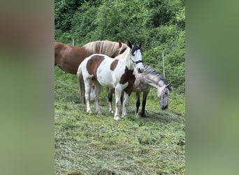 Más ponis/caballos pequeños Mestizo, Yegua, 5 años, 150 cm, Pío