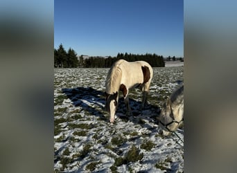 Más ponis/caballos pequeños Mestizo, Yegua, 5 años, 150 cm, Pío