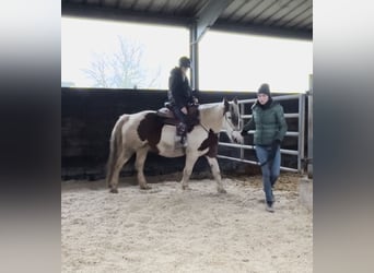 Más ponis/caballos pequeños Mestizo, Yegua, 5 años, 150 cm, Pío