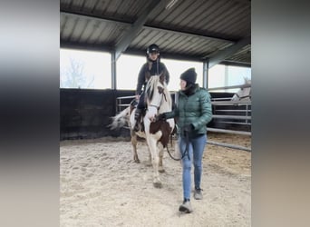 Más ponis/caballos pequeños Mestizo, Yegua, 5 años, 150 cm, Pío