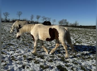 Más ponis/caballos pequeños Mestizo, Yegua, 5 años, 150 cm, Pío