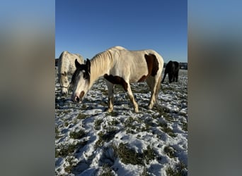 Más ponis/caballos pequeños Mestizo, Yegua, 5 años, 150 cm, Pío