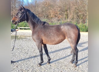 Más ponis/caballos pequeños, Yegua, 5 años, 150 cm, Tordo