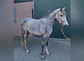 Más ponis/caballos pequeños Mestizo, Yegua, 5 años, 150 cm, Tordo rodado