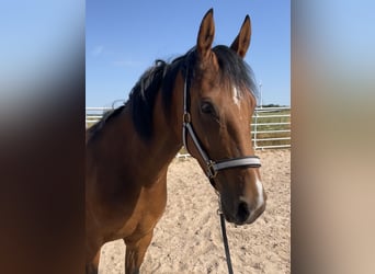 Más ponis/caballos pequeños, Yegua, 5 años, 152 cm, Castaño