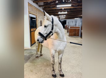 Más ponis/caballos pequeños Mestizo, Yegua, 5 años, 158 cm, Tordo rodado