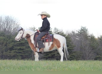 Más ponis/caballos pequeños, Yegua, 5 años, 91 cm, Pío