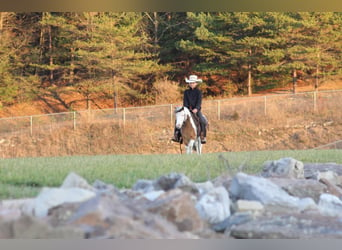 Más ponis/caballos pequeños, Yegua, 5 años, 91 cm, Pío