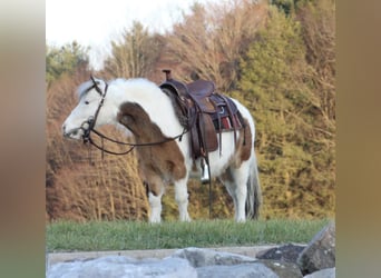 Más ponis/caballos pequeños, Yegua, 5 años, 91 cm, Pío