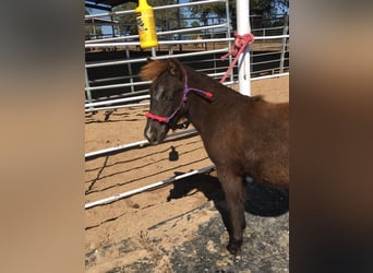 Más ponis/caballos pequeños, Yegua, 5 años, 94 cm, Alazán-tostado
