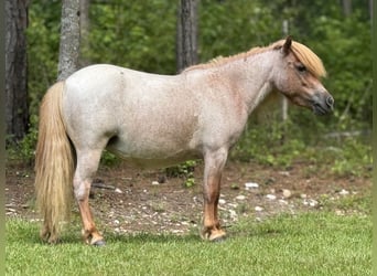 Más ponis/caballos pequeños, Yegua, 5 años, 94 cm, Ruano alazán