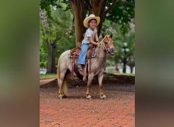 Más ponis/caballos pequeños, Yegua, 5 años, 94 cm, Ruano alazán