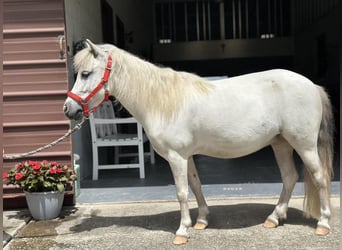 Más ponis/caballos pequeños, Yegua, 5 años, 99 cm, Tordo