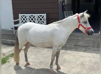 Más ponis/caballos pequeños, Yegua, 5 años, 99 cm, Tordo