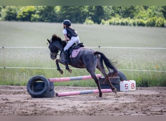 Más ponis/caballos pequeños, Yegua, 5 años, Ruano azulado