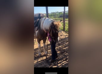 Más ponis/caballos pequeños, Yegua, 6 años, 112 cm, Pío