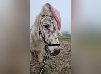 Más ponis/caballos pequeños, Yegua, 6 años, 115 cm, Atigrado/Moteado