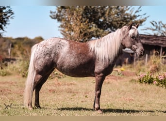 Más ponis/caballos pequeños, Yegua, 6 años, 122 cm